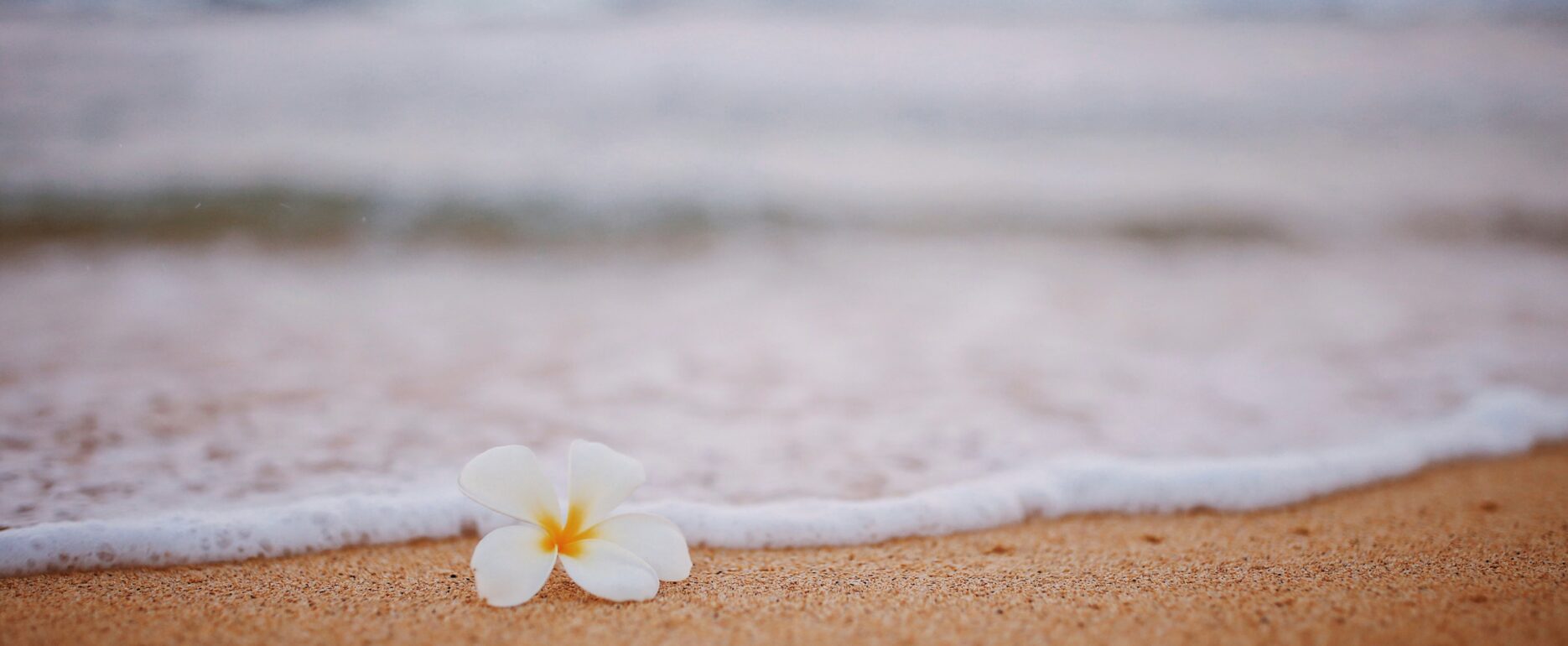 hawaii white flower on sea
